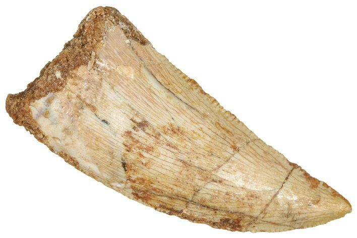 Serrated Raptor Tooth - Real Dinosaur Tooth #371471